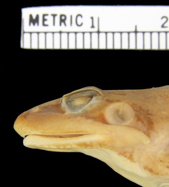 Media type: image; Herpetology A-1044